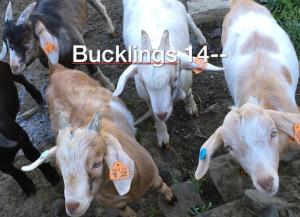 bucklings - 14--